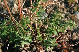 Image result for Faurea intermedia