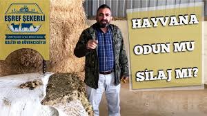 Hayvanina Odun Mu Silaj Mi Yediriyorsun Gorsel Analiz Youtube