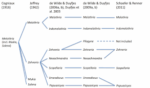 Image result for Zehneria tridactyla