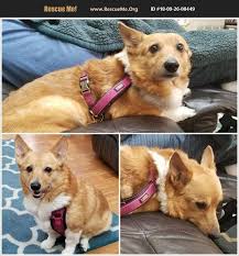 A cavalier king charles spaniel was deputized by the lee county sheriff's office in florida in december 2020 — just two months after the puppy narrowly escaped the jaws of an alligator. Rescue Me Corgi Rescue Home Facebook