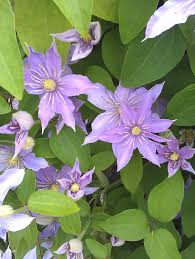 Clinical signs are salivation, vomiting, diarrhea. Clematis Rooguchi Clematis In Seattle