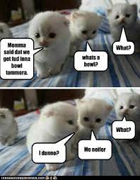 Lolcats What Cheezburger Cute Animal Memes Funny Cat Memes Funny Cat Pictures