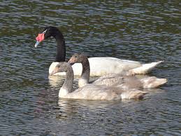 At the time, i had no musical skills whatsoever, just instinct and a after 15 years, i decided to end swans, as the name had become a burden and the associations no. Black Necked Swan Ebird