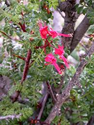 Image result for Erythrophysa