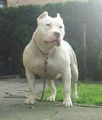 Albino Pit Dogs Pitbull Dog Breed American Bully