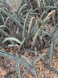 Image result for Sansevieria hallii