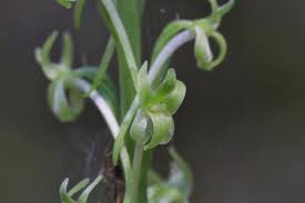 Image result for Lannea virgata