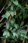Image result for Cocculus hirsutus
