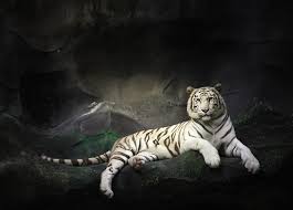 Right now we have 70+ background pictures, but the number of images is growing, so add the webpage to bookmarks and. White Tiger Tiger Wild Cat Rest Rocks Stones Wallpapers Hd Desktop And Mobile Backgrounds