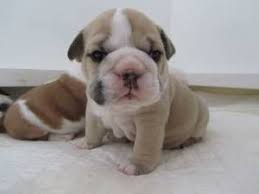 English Bulldog Bulldog English Bulldog Old English Bulldog
