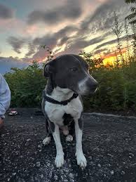 Update: he has been found!!! My daughters dog ran off while visiting family  off Shady Lane and center like rd near Surfside gas station his name is Pax  he is wearing a