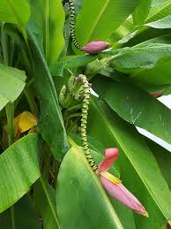 Image result for Musa sp. (Ornamental bananas)