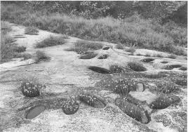 Image result for Crepidorhopalon schweinfurthii