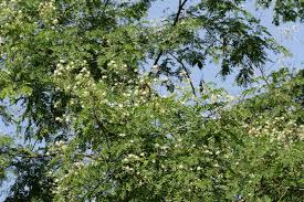 Image result for Albizia odoratissima