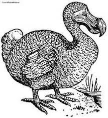 Dodo Bird Coloring Pages Coloring Pages Bird Coloring Pages Bird Coloring Pages