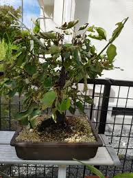 大切に育てている梅盆栽。急に葉が枯れ込んできました。このま...｜園芸相談Q＆A｜みんなの趣味の園芸