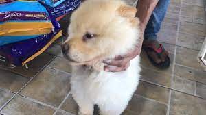 Pet dog market near me. Abu Dhabi Animal Market Mina Animal Market Street 12 Al Zahiyah Abu Dhabi United Arab Emirates