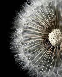 389 Me Gusta 4 Comentarios Italy Hungary Beatrix Szl En Instagram Dandelion Flower Nature Mac Dandelion Flowers Photography Macro Photography