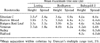 Peach seedling rootstock influence