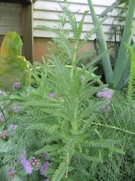 Image result for Lavandula dentata