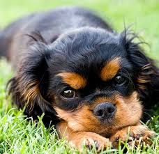 Lyme Disease In Dogs Symptoms Testing Treatment And Prevention