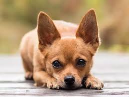 اصغر انواع الكلاب في العالم منتدى اسلامي مفيد Types Of Dogs Large Dog Breeds Dogs