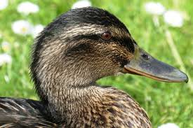 Gambar Gratis Di Pixabay Bebek Kepala Paruh Babu Bulu Di 2020