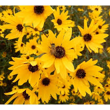 Image result for Helianthus angustifolius