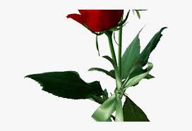 White rose bush, download free bushes transparent png images for your works. Rose Bush Clipart Rosal White And Red Roses Png Transparent Png Image Transparent Png Free Download On Seekpng