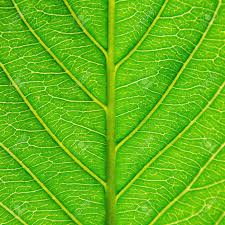 Mixed fibers of polypropylene and polyester are used to create texture, sheen and dimension in this collection that is machine made in turkey. Macro Of Green Leaves Texture And Structure Of Leaf Fiber Background Stock Photo Picture And Royalty Free Image Image 100716786