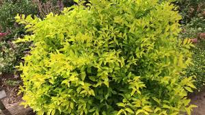 We did not find results for: Plant Review Duranta Erecta Cuban Gold A Fantastic Container Plant With Golden Foliage Youtube