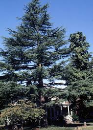 We did not find results for: Cedrus Deodara Landscape Plants Oregon State University