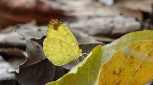 Image result for Eureiandra sp. A