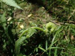 Image result for Christella friesii