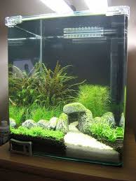 Planted Tank Aquariumfishtanksdiy Diy Fish Tank Amazing Aquariums Aquarium Design