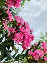 Image result for Nerium