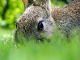 How to prevent animals from eating garden. 9 Tricks To Keep Your Garden Animal Free Without A Fence