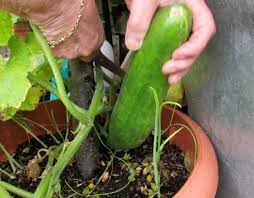 Space 36 to 60 inches apart, depending on type. How To Grow Cucumbers In Containers And Pots In The Garden Dengarden