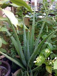 Dominicantoday.com—the dominican republic news source in english. Lidah Buaya In English