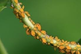Check spelling or type a new query. Homemade Aphid Control Natural Ways To Kill Aphids