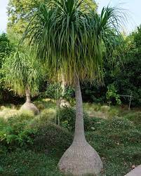Saw This Tree At Site De Paulilles It Is An Elephant Foot Palm But Is Also Known As A Ponytail Palm Or Bottle Palm It Is Trees To Plant Native Plants