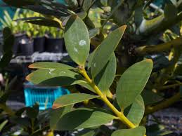 Image result for Agathis