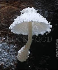 Mushroom wojak is a variation of the base wojak character that resembles a mushroom, adorned with a smiling face. 46 Magical Wild Mushrooms You Won T Believe Are Real In 2021 Stuffed Mushrooms Mushroom Pictures Wild Mushrooms