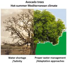 Florida avocados were at first mainly of the summer fruiting west indian race, but these had to compete commercially with similar fruits imported from cuba, and growers sought other cultivars maturing at a later season. Water Management And Salinity Adaptation Approaches Of Avocado Trees A Review For Hot Summer Mediterranean Climate Sciencedirect