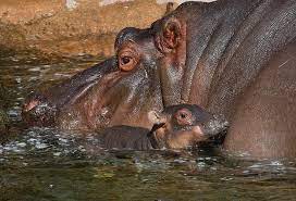 Baby Hippo One Year Ago At San Diego Zoo Baby Animals Funny Animals Baby Animals