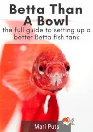 Betta Than A Bowl Betta Fish Aquariums Betta Tank Inspiration Aquariadise Fish Tank Betta Betta Fish Bowl