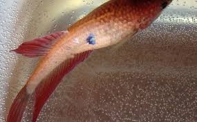 My Betta Fish Is Dying Vang Bettas