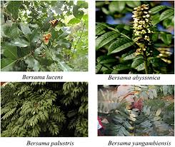 Image result for Bersama lucens