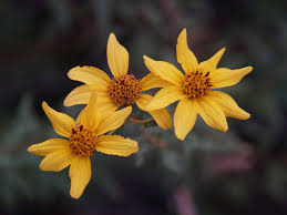 Image result for Vittaria guineensis