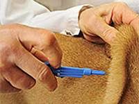 Fast secure and easy online pet microchip registration. Microchip Your Pet Port St Lucie